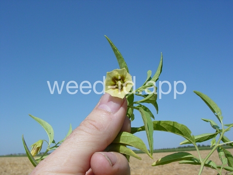 groundcherry, longleaf